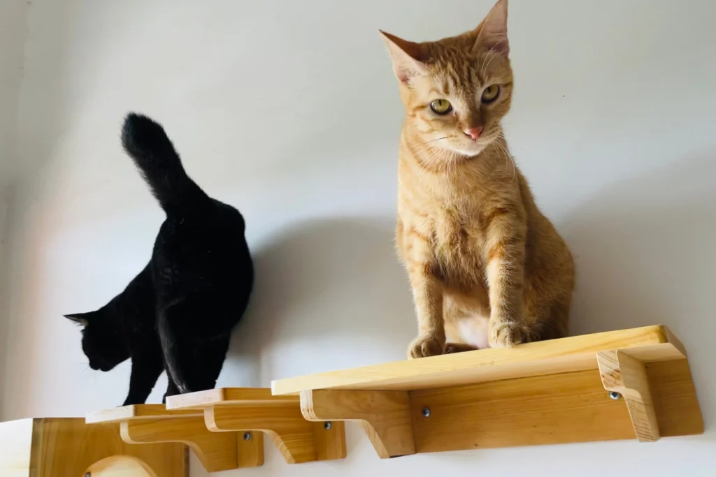 Avviso per i proprietari di gatti: cucciolo maltrattato dal fratello più grande.