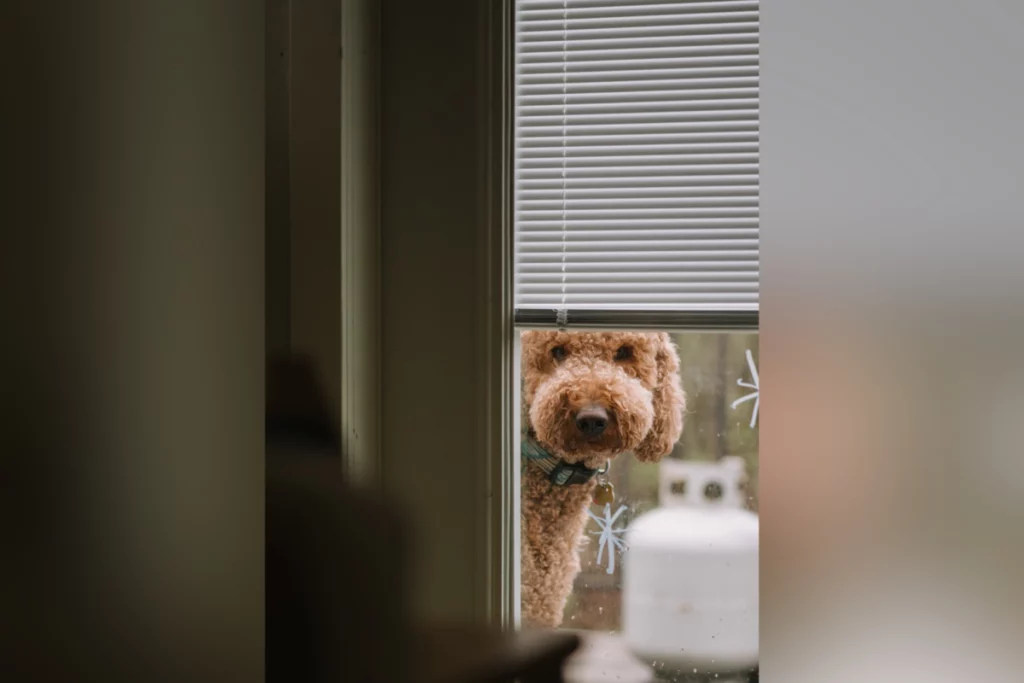 Goldendoodle sveglia la padrona alle 4:30: il sorprendente risveglio che non si aspettava.
