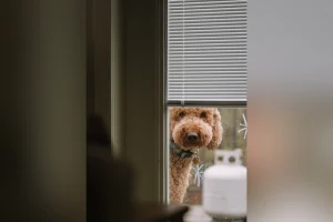 Goldendoodle sveglia la padrona alle 4:30: il sorprendente risveglio che non si aspettava.