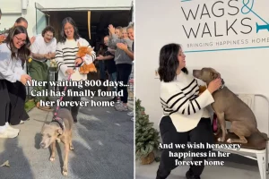 Cane in rifugio attende 800 giorni, poi la sua fortuna cambia all’improvviso.