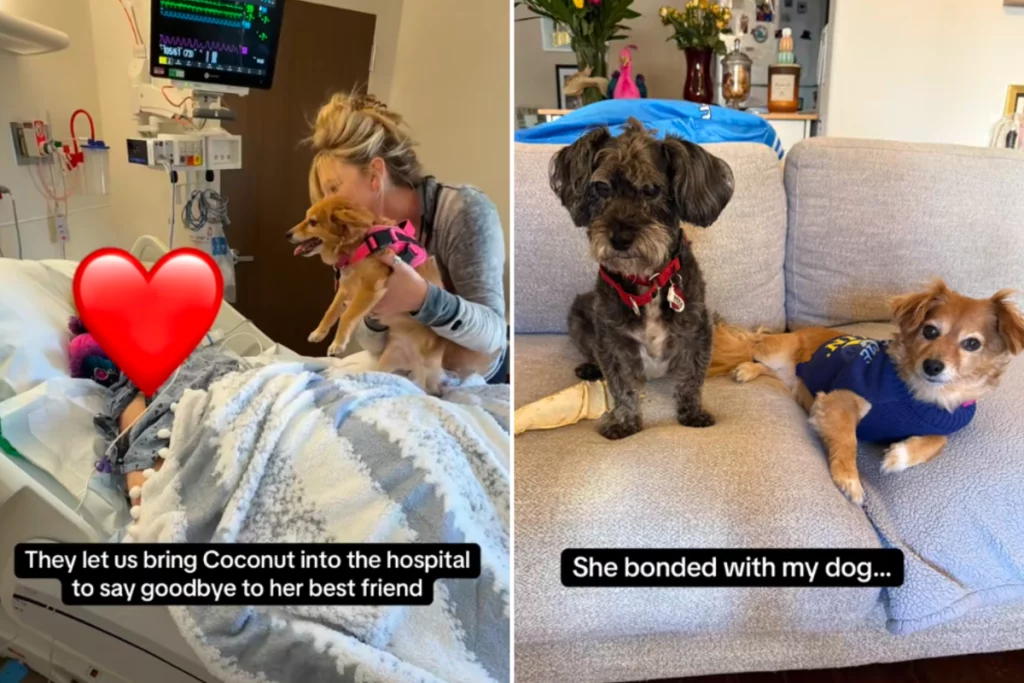 Cane salvato dice addio al suo affezionato padrone: un commovente cambiamento nel loro legame.