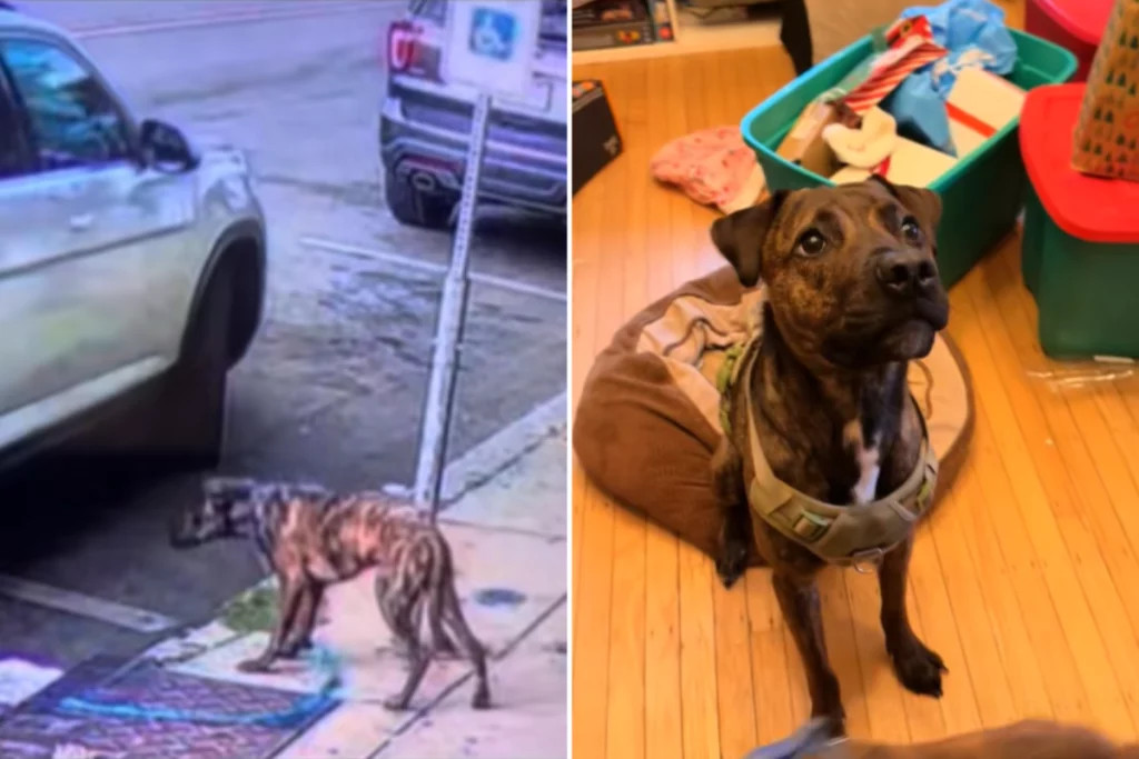 Cane abbandonato su autostrada: gesto inaspettato commuove e diventa virale.