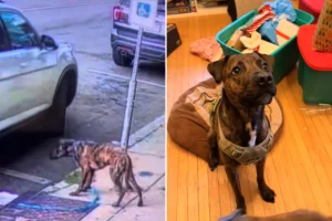 Cane abbandonato su autostrada: gesto inaspettato commuove e diventa virale.