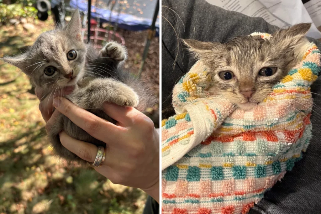 Donna sente un pianto fuori e scopre un ‘invasore’ inaspettato.