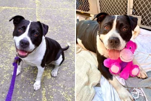 Cane abbandonato con un triste cartello: nuova angoscia in rifugio.