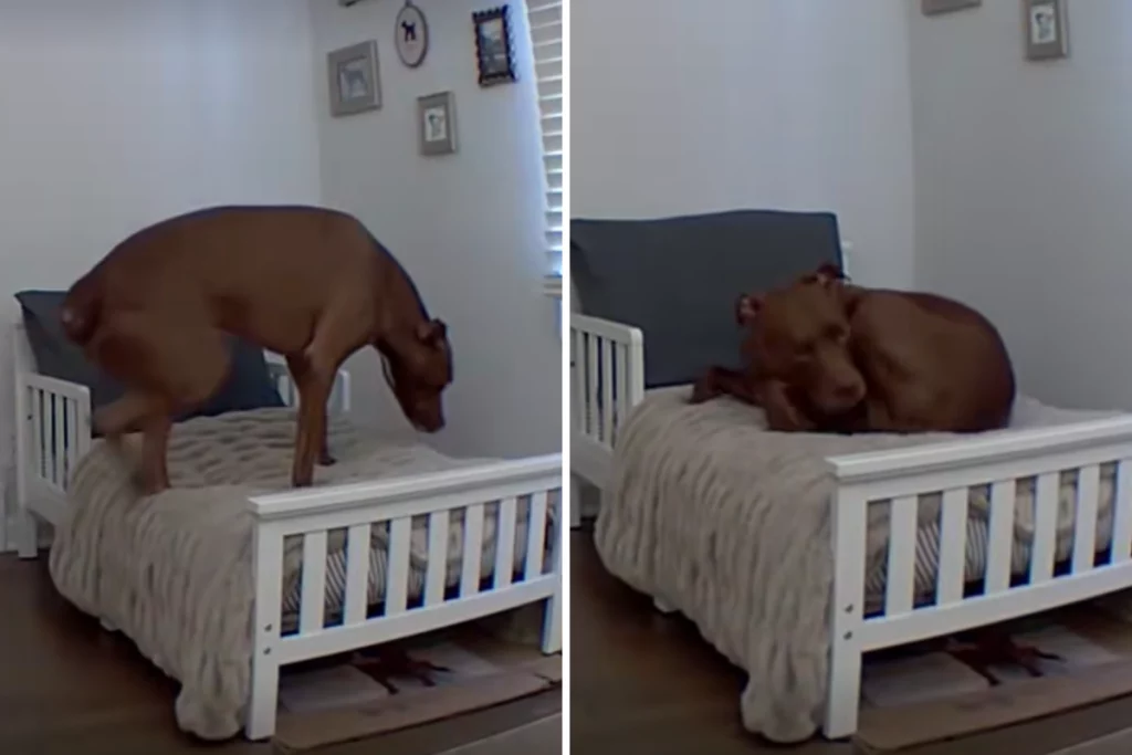 Il papà del cane afferma che il Pit Bull non usa il lettino, ma la pet cam smentisce.