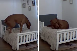 Il papà del cane afferma che il Pit Bull non usa il lettino, ma la pet cam smentisce.