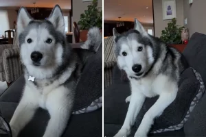 Husky chiede di uscire mentre imperversa la tempesta invernale: la sua reazione è esilarante!