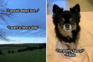 Rifugi: cani di razza in cerca di adozione, scopri come fare la differenza!