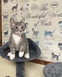 Niblet, il cagnolino giocherellone: scopri il suo spirito affettuoso e la sua dolcezza!