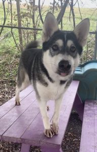 Titolo: Scopri Mona Lisa, la gattina affettuosa in cerca di una nuova casa!