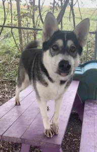 Titolo: Scopri Mona Lisa, la gattina affettuosa in cerca di una nuova casa!