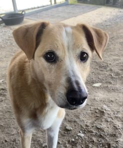 Lucy cerca una casa! Adotta una dolce compagna per la vita.