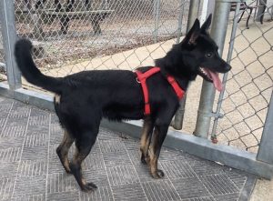 Scopri Louis: il tuo prossimo fedele compagno di avventure ti aspetta!