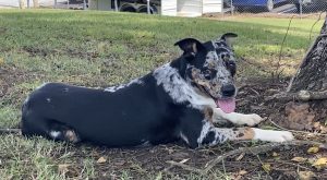 Pet della settimana: Picasso, il gatto unico che attira tutti con il suo fascino!