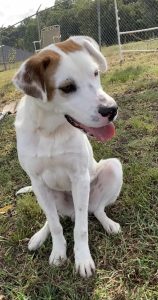 Mr. Paddy Mahoney: il gatto irresistibile che conquista il cuore di tutti!