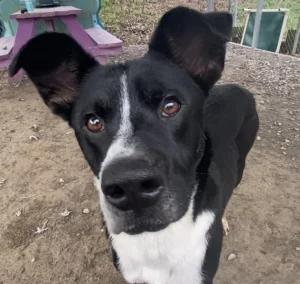 Scopri Toasty Tot, il nostro adorabile animale della settimana! Un compagno affettuoso e divertente.