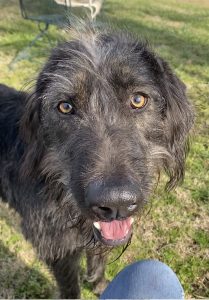 Scopri Dexter, il curioso pet della settimana: un compagno affettuoso e vivace!