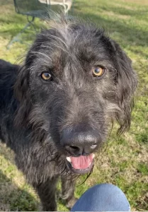 Scopri Dexter, il curioso pet della settimana: un compagno affettuoso e vivace!