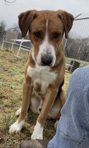 Ned: il cane affettuoso che cerca una famiglia amorevole e attiva. Scoprilo!