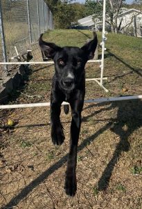 Scopri Holly D., la tenera mascotte della settimana: dolcezza e affetto assicurati!