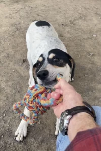 Humble Hank: il principe del divertimento, pronto a conquistare il tuo cuore!