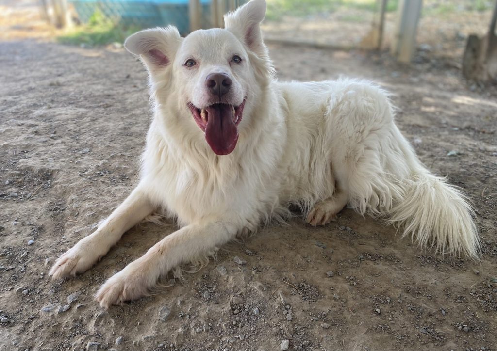 Titolo: Adotta Buck: il tuo nuovo amico a quattro zampe!  
Scopri Buck, il cucciolo affettuoso in cerca di una casa amorevole.