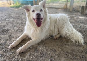 Titolo: Adotta Buck: il tuo nuovo amico a quattro zampe!  
Scopri Buck, il cucciolo affettuoso in cerca di una casa amorevole.