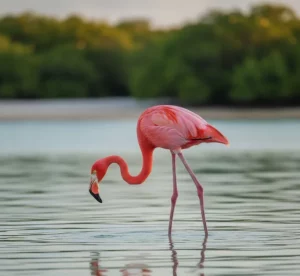 Perché i fenicotteri sono rosa: il segreto dietro il loro colore