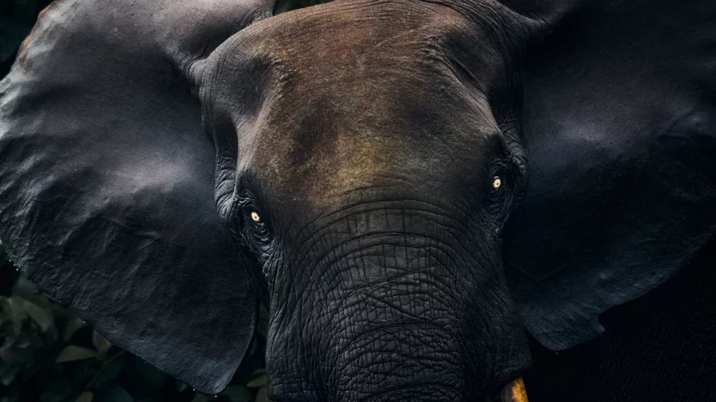 Il safari nella wilderness della foresta pluviale dell’Africa centrale: un’esperienza da sogno.