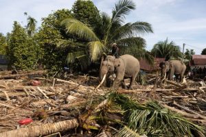 Un disastro che potrebbe portare a nuove opportunità di speranza per l’Indonesia.