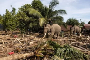 Un disastro che potrebbe portare a nuove opportunità di speranza per l’Indonesia.