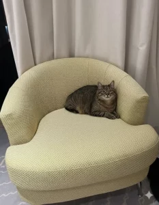 Perché Stepan il gatto ucraino è stato premiato a Cannes?