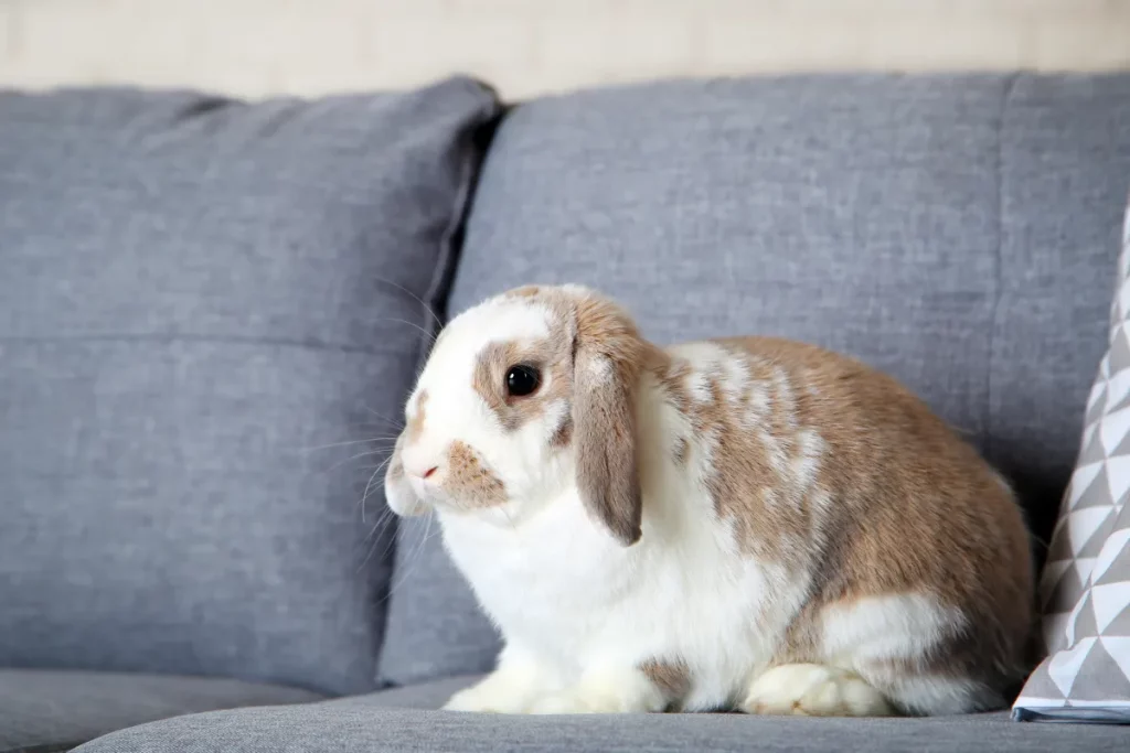 Il video virale di Bunny che segnala alla padrona di voler uscire dalla camera