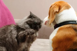 Tensione comica tra gatti e cani: il video che fa ridere tutti!