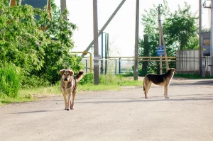 Incontra due cani di strada in vacanza: un incontro che scalda i cuori.