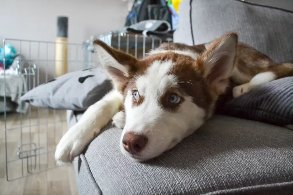 Cane da salvataggio conquista il web con comportamenti inattesi invece di imparare comandi.