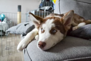 Cane da salvataggio conquista il web con comportamenti inattesi invece di imparare comandi.