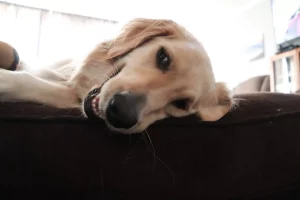 Adotta un Golden Retriever e scopre sorprendenti segreti sul DNA del suo cucciolo.