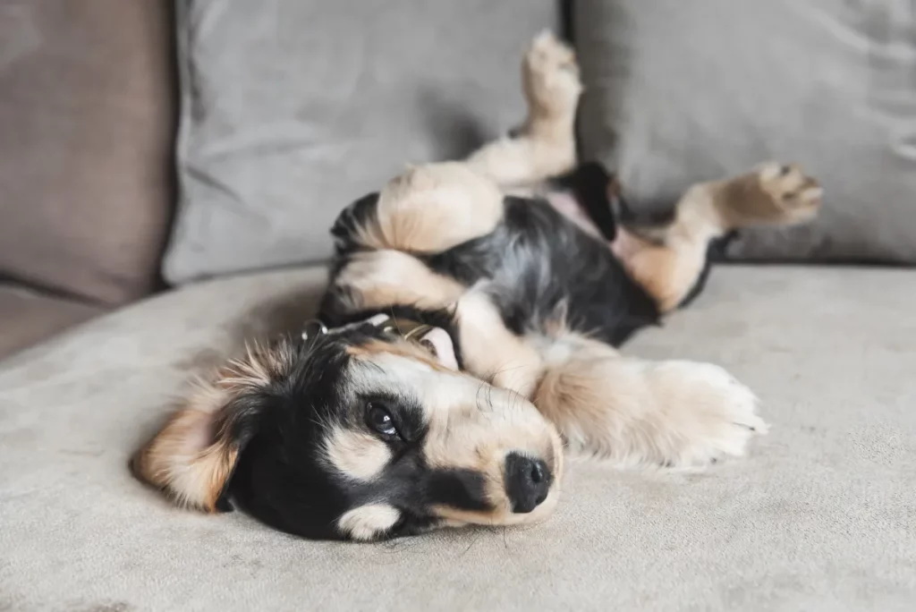 Cucciolo di Cocker Spaniel di 9 settimane: il video che conquista il cuore di tutti.