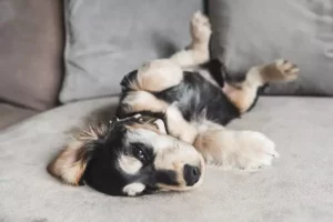 Cucciolo di Cocker Spaniel di 9 settimane: il video che conquista il cuore di tutti.