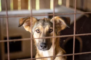 Dopo 9 mesi in canile, decide di adottare un meticcio husky nonostante i consigli contrari.