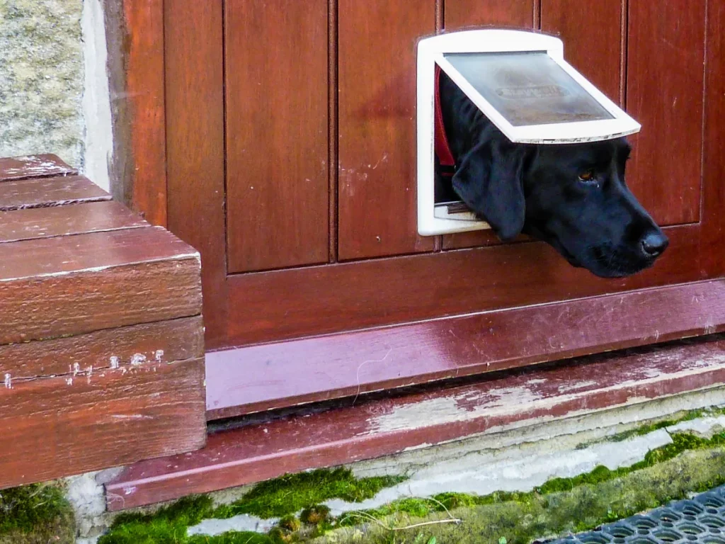 Labrador insegna a un cane da soccorso a usare la porta per animali: video commovente.
