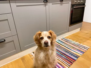 Cane di famiglia non si muove dalla camera, emozionante scambio di sguardi che conquista tutti.