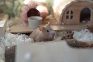 Il sorprendente momento in cui un criceto riabbraccia il suo padrone a casa.
