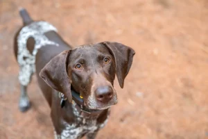 Cane da caccia e gatto di famiglia: la reazione che ha conquistato il web!