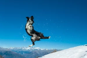 Incredibile: il Border Collie sorprende mentre il suo padrone scia!