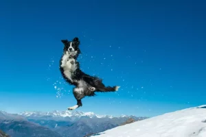 Incredibile: il Border Collie sorprende mentre il suo padrone scia!