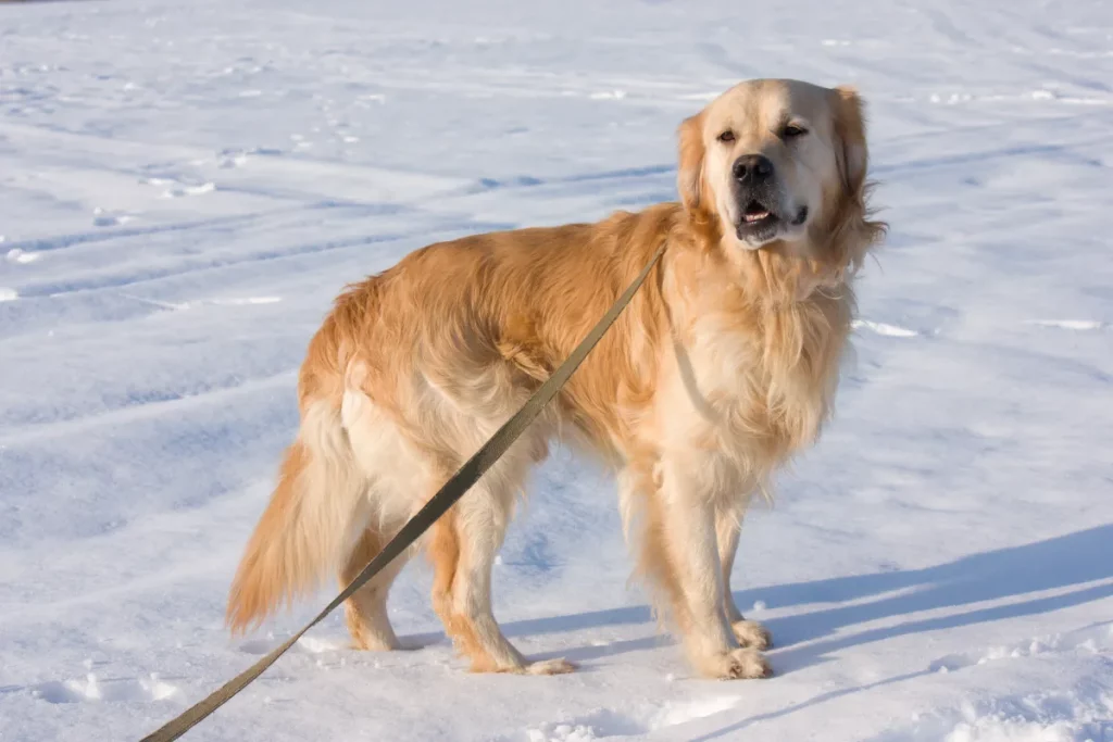 Golden Retriever sulla slitta: la gioia pura conquista il web!