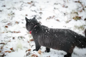 Gatto indoor scopre la neve: la reazione sorprendente che fa il giro del web!
